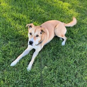 Mamba, a light brown dog on the grass